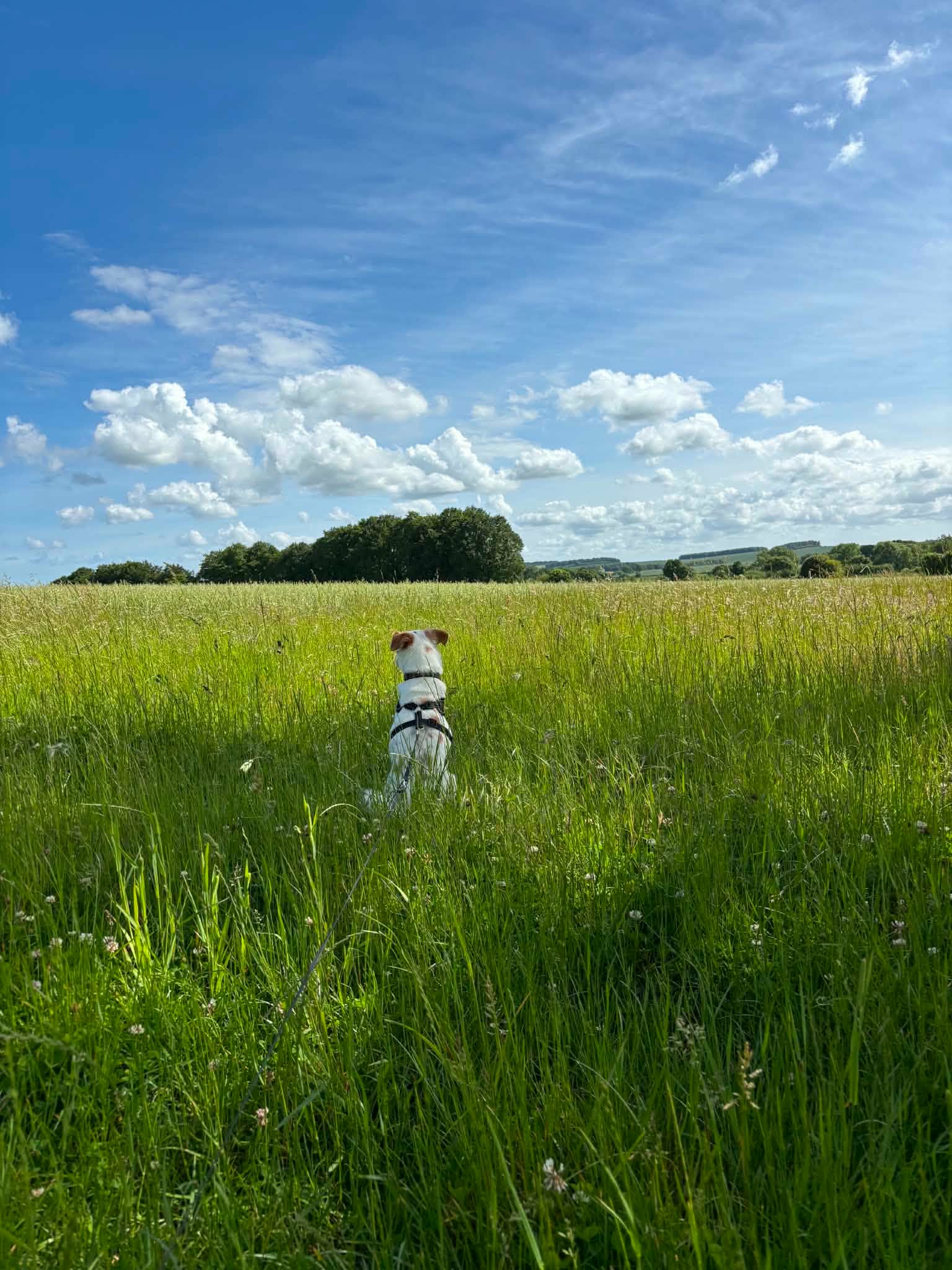Bruno looking out across a green English meadow towards a wide blue sky