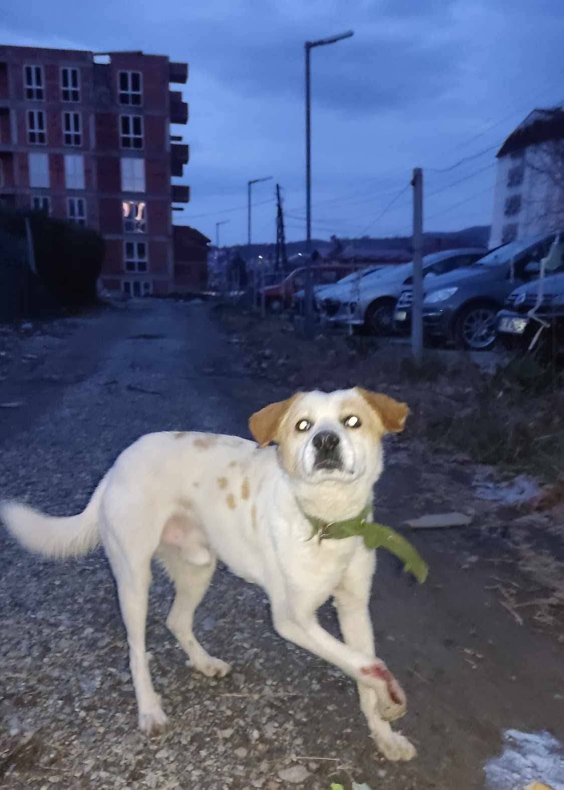 Bruno surviving on the street with an injured front leg before his rescue