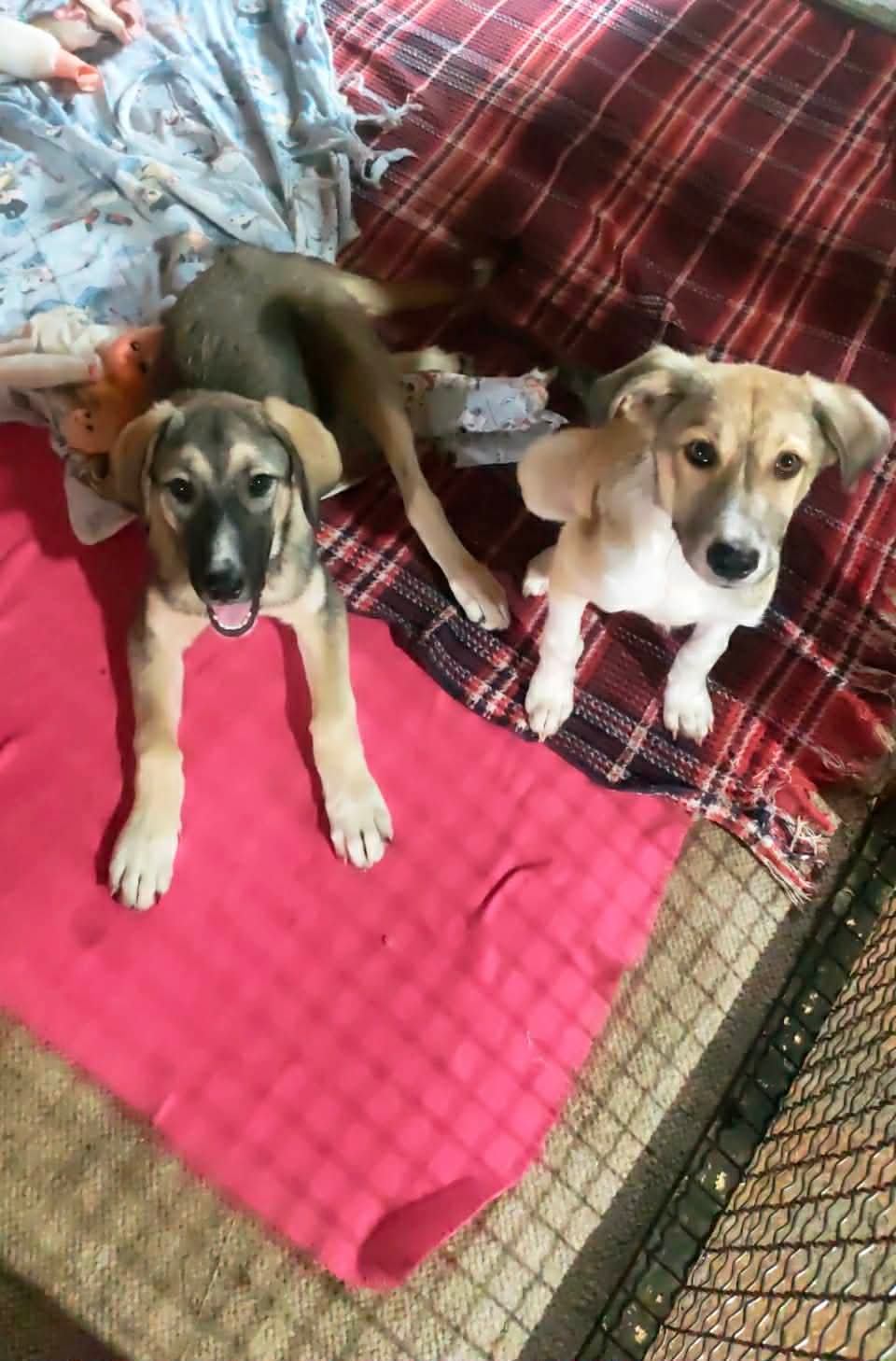 Dolly and Perry together in their care area