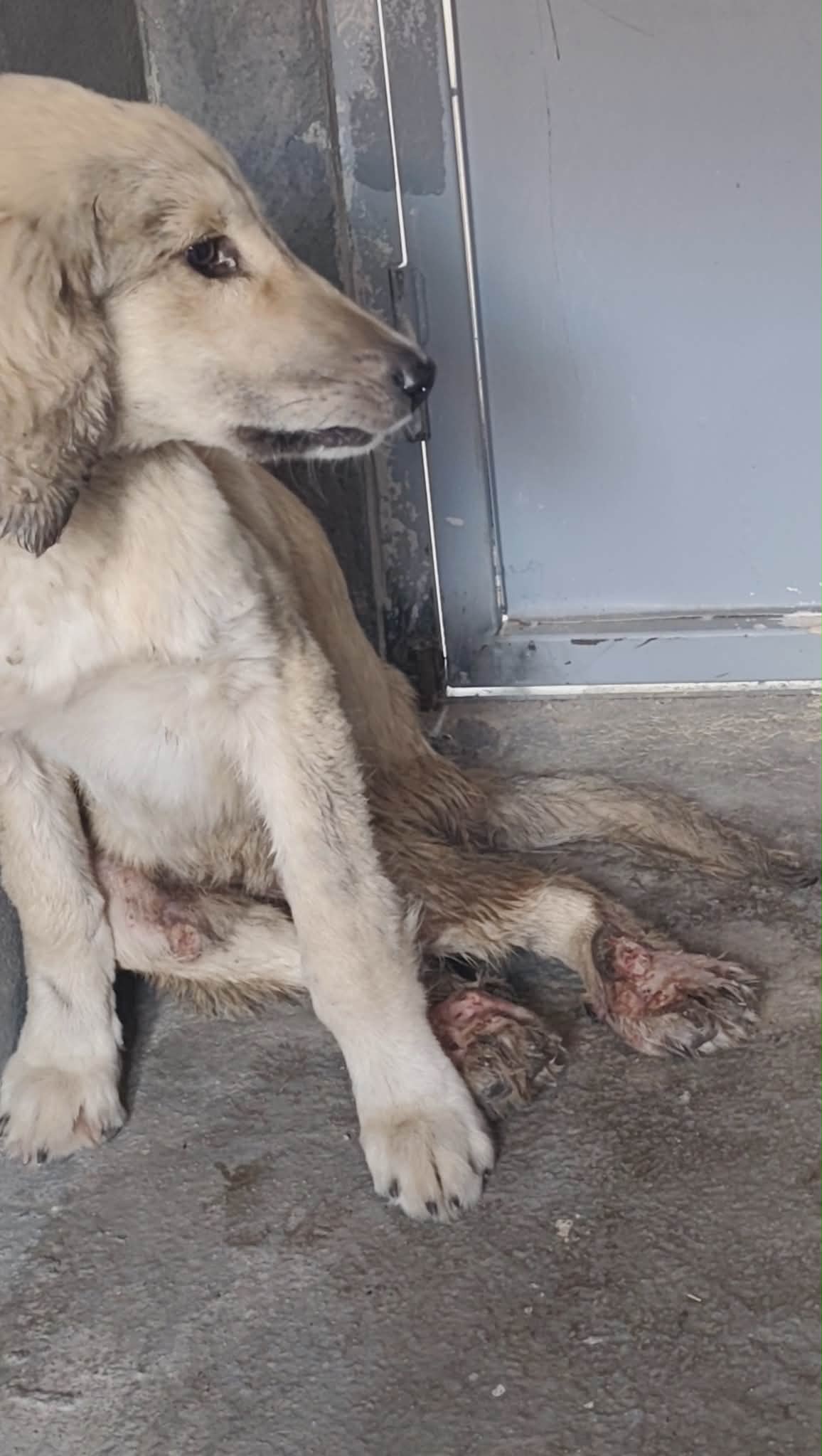 Lisa in the municipal shelter before receiving specialist care