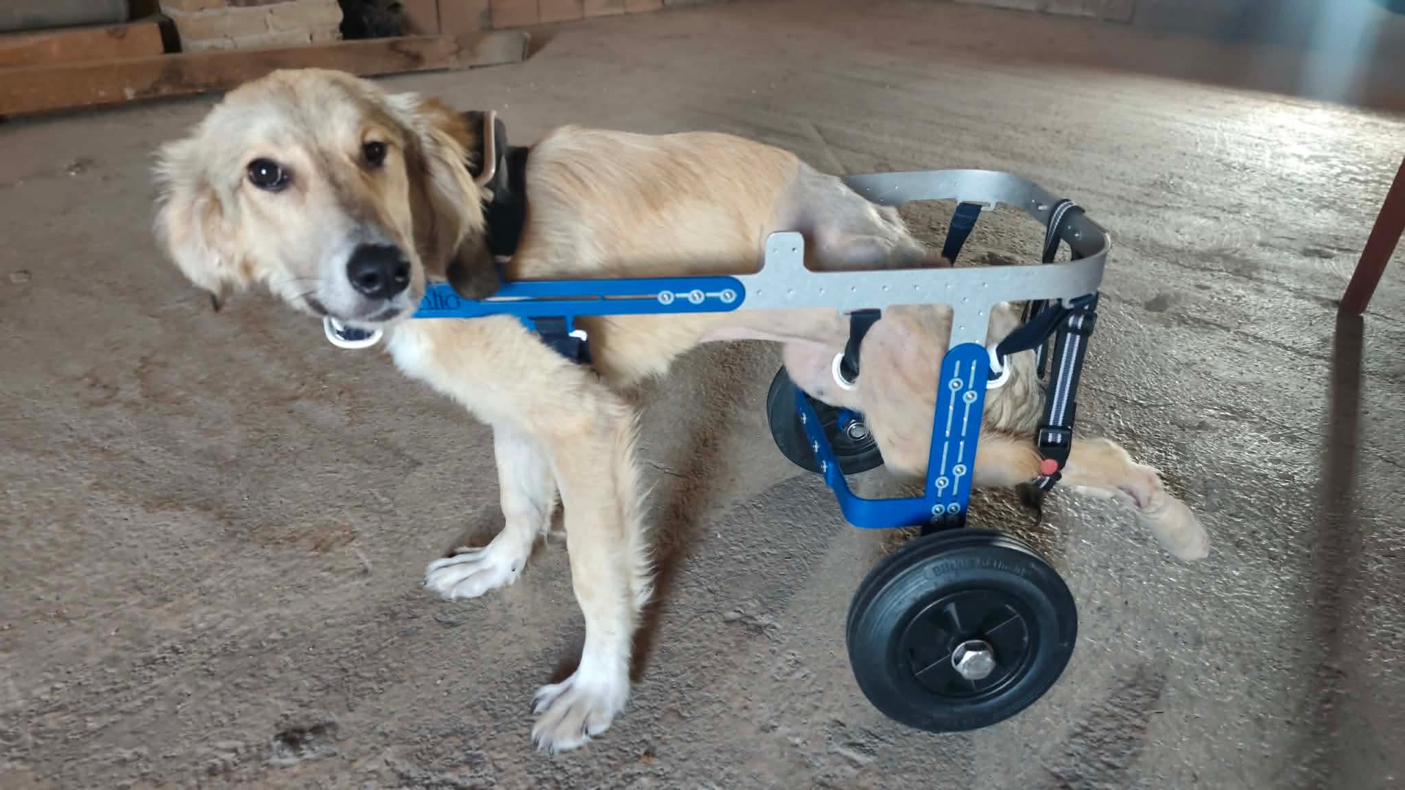 Lisa using her blue mobility wheelchair